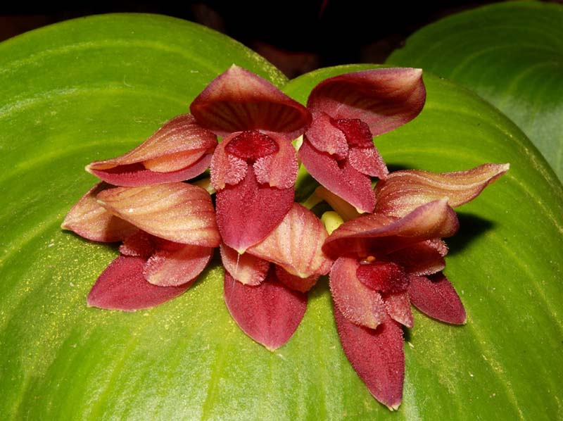 pleurothallis_marthae_ws_cd