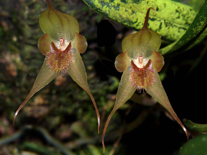 pleurothallis_masdevalliopsis_ws_cd