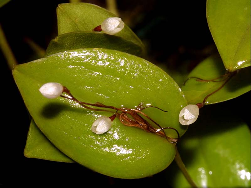 pleurothallis_niveoglobula_cd