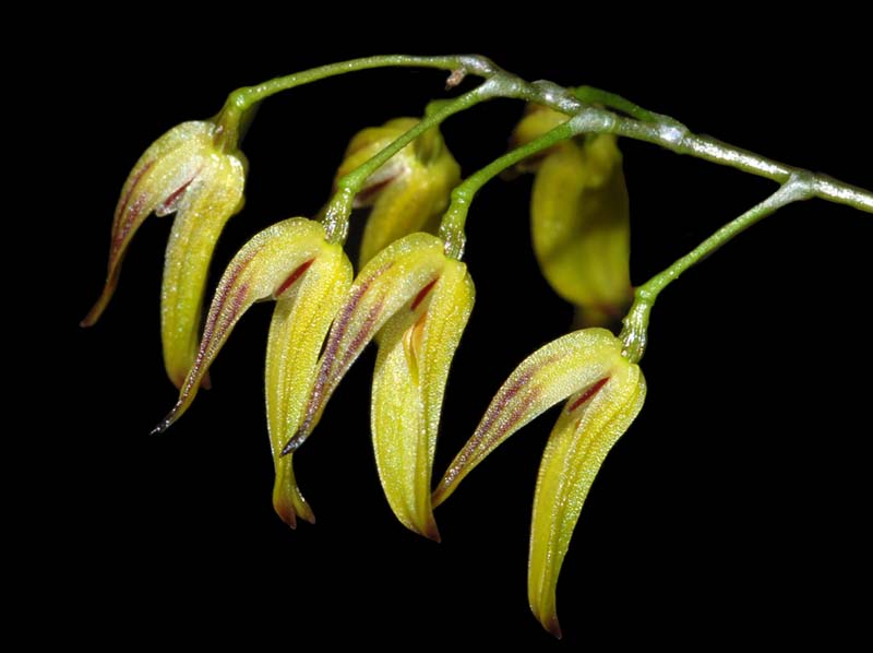 pleurothallis_picta_ws_cd