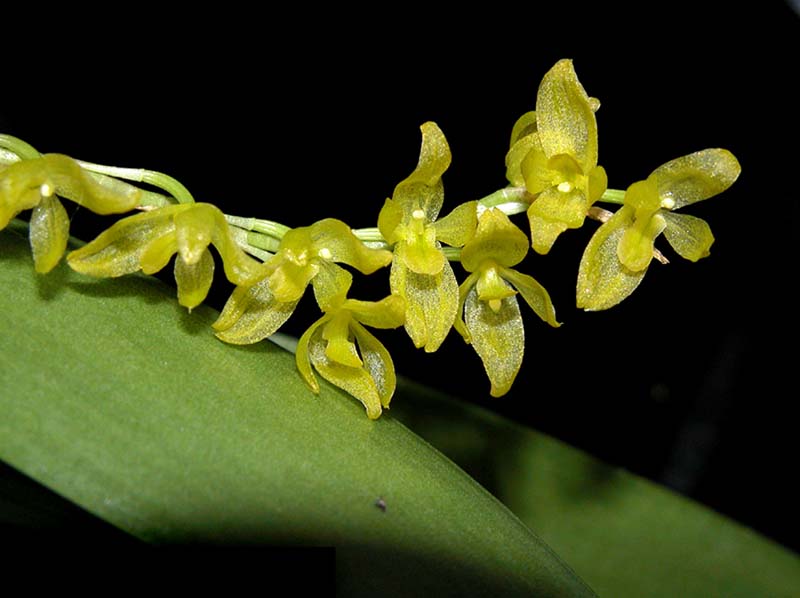 pleurothallis_quadrifida_cd