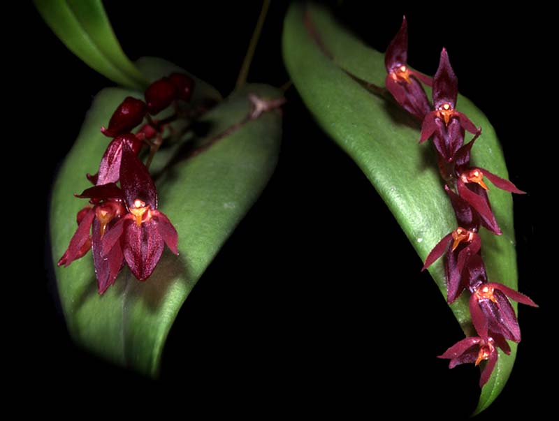 pleurothallis_rowleei_cd