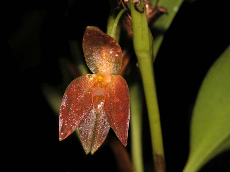 pleurothallis_sandemanii_cd