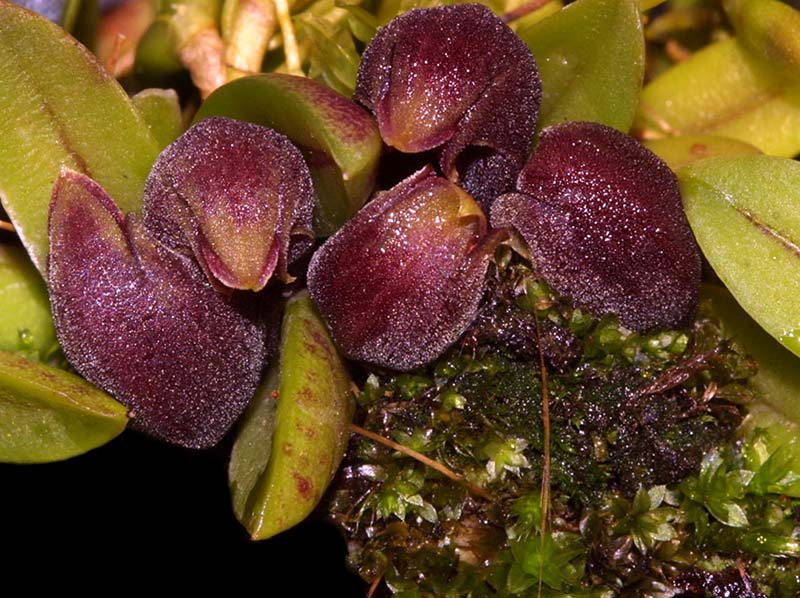 pleurothallis_sarracenia_cd