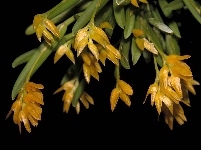 pleurothallis_sonderiana_ws_cd