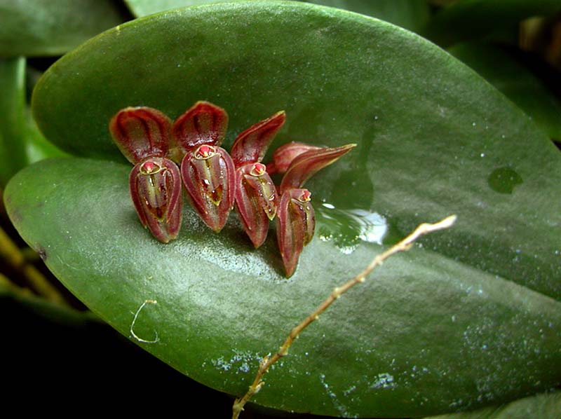 pleurothallis_spec#3_cd