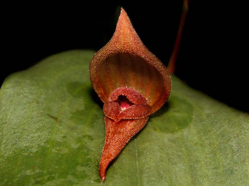 pleurothallis_spec#6_cd