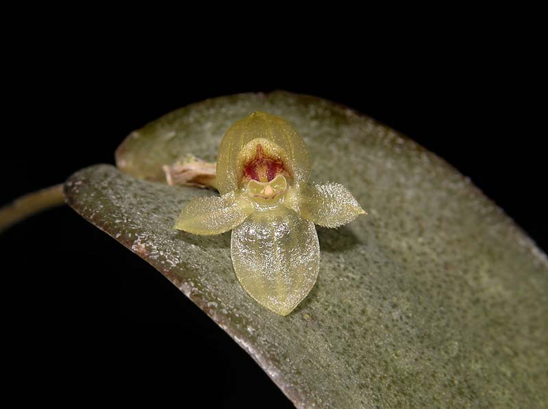 pleurothallis_spec#7_cd