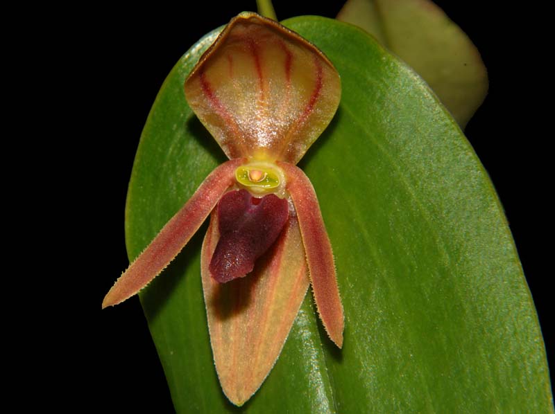 pleurothallis_spec#9_ws_cd