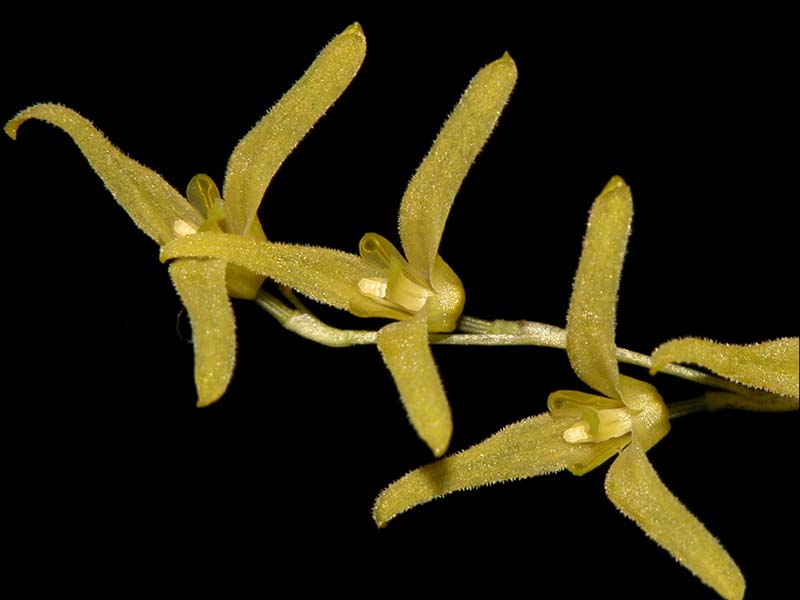 pleurothallis_stenophylla_cd