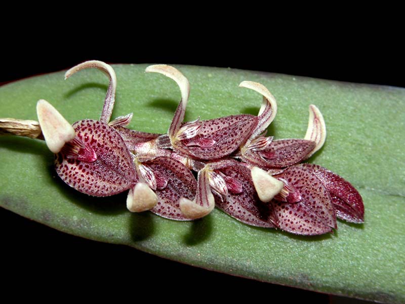 pleurothallis_strobelii_cd