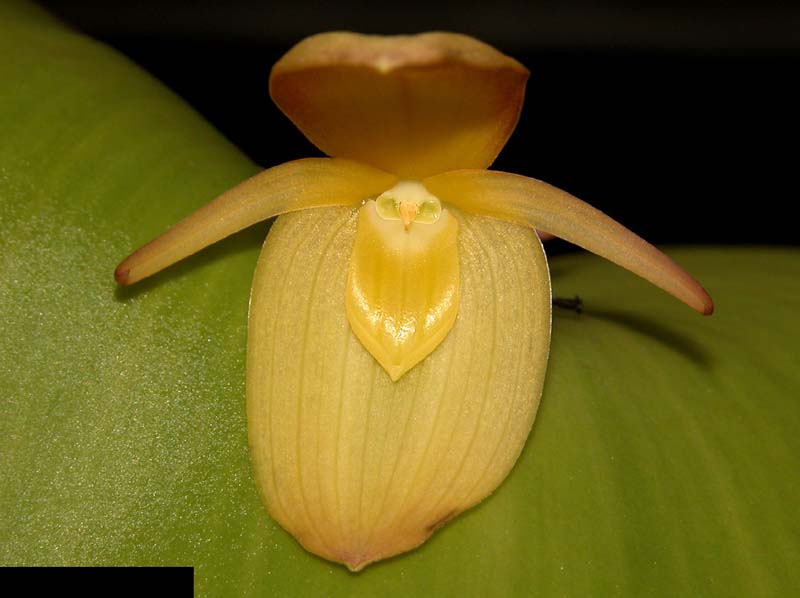 pleurothallis_titan_cd