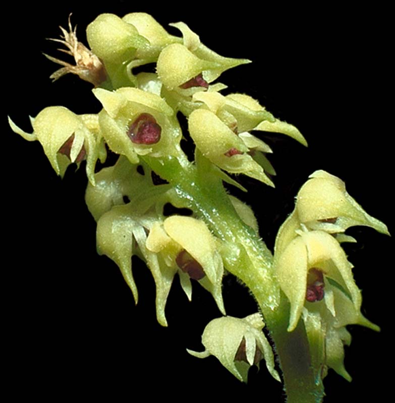 polystachia_adensonia_cd