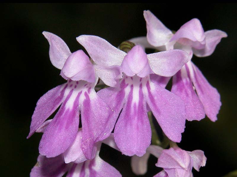 ponerorchis_graminifolia2_cd