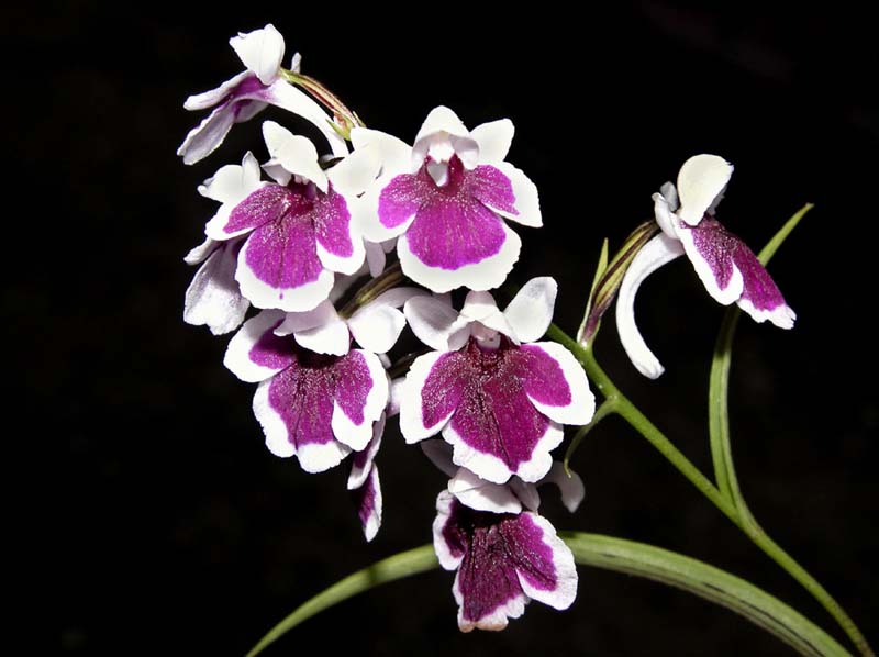 ponerorchis_graminifolia3_cd