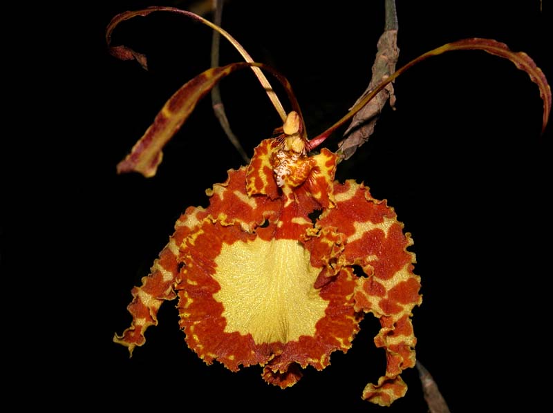 psychopsis papilio_cd