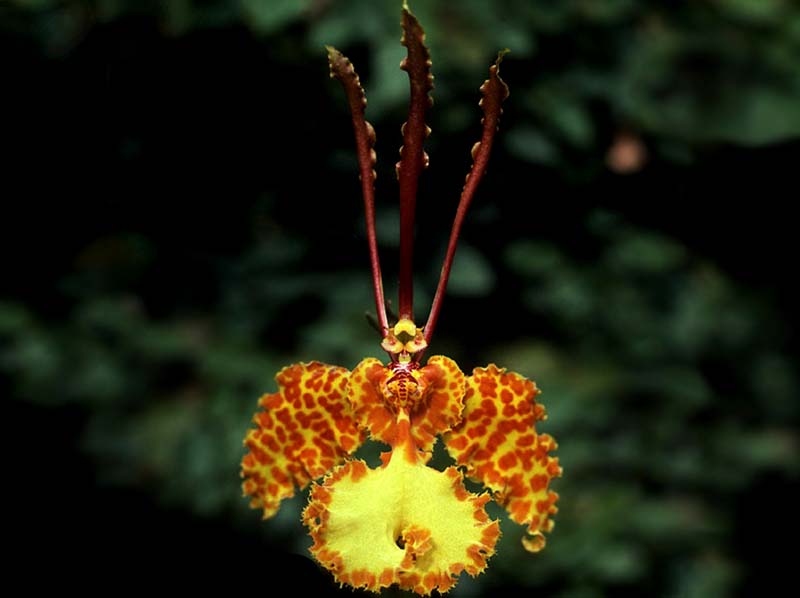 psychopsis_kramerianum_cd