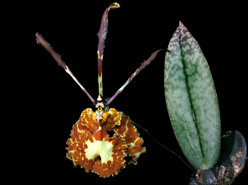 psychopsis_versteegianum_cd