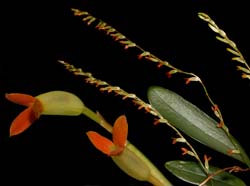 Physosiphon_tubatus_Stelis_emarginata_WS_cd