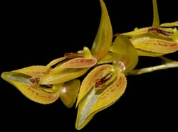 Pleurothallis_alvaroi_WS_cd