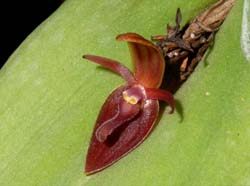 Pleurothallis_ascera_WS_cd