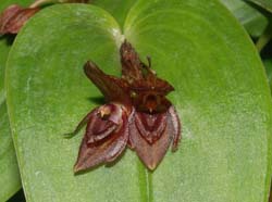 Pleurothallis_blepharopetala_WS_cd