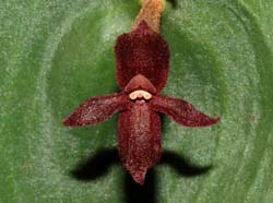 Pleurothallis_cardiostola_WS_cd