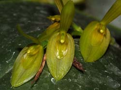 Pleurothallis_chamensis_WS_cd