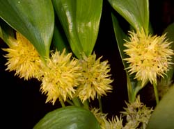 Pleurothallis_chloroleuca2_ws_cd