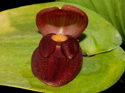 Pleurothallis_gargantua_ws_cd