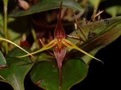 Pleurothallis_labeld_as_stevensonii_WS_cd