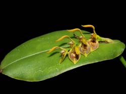 Pleurothallis_limonensis_WS_cd