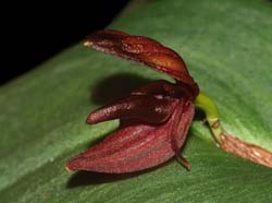 Pleurothallis_linguifera_WS_cd