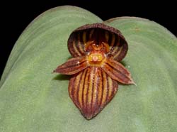 Pleurothallis_lynniana_WS_cd