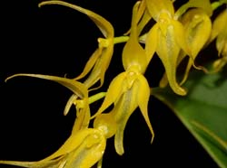 Pleurothallis_phalangifera_ws_cd