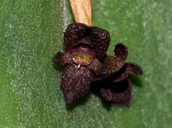 Pleurothallis_phymatodea2_ws_cd