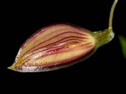 Pleurothallis_phymatodea_ws_cd