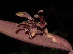 Pleurothallis_quadriserrata_WS_cd