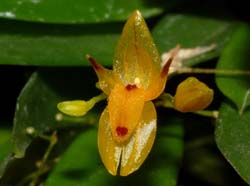 Pleurothallis_rubella3_WS_cd