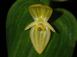 Pleurothallis_siphoglossa_WS_cd