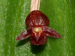 Pleurothallis_sphaerantha_WS_cd