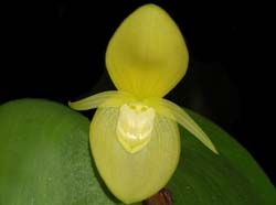 Pleurothallis_titan2_WS_cd