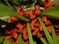 Pleurothallis_tribuloides_ws_cd