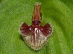 Pleurothallis_troglodites_WS_cd