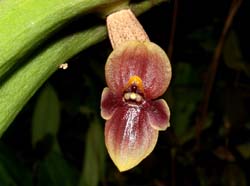 Pleurothallis_troglodytes_ws_cd