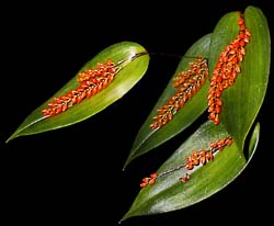 Pleurothallis_truncata_cd