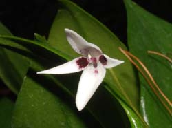 Pleurothallis_viduata_WS_cd