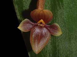 Pleurothallis_volens_WS_cd