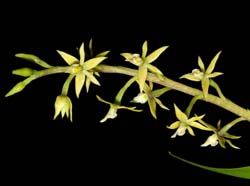 Prosthechea_grammatoglossa_ws_cd