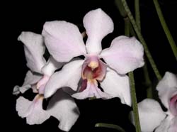 papilionanthe_subulata_cd